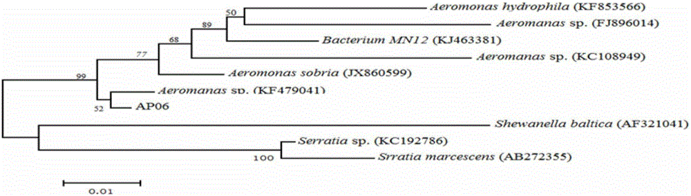 Aeromonas sobria AP06 strain with phosphor gathering effect and application thereof