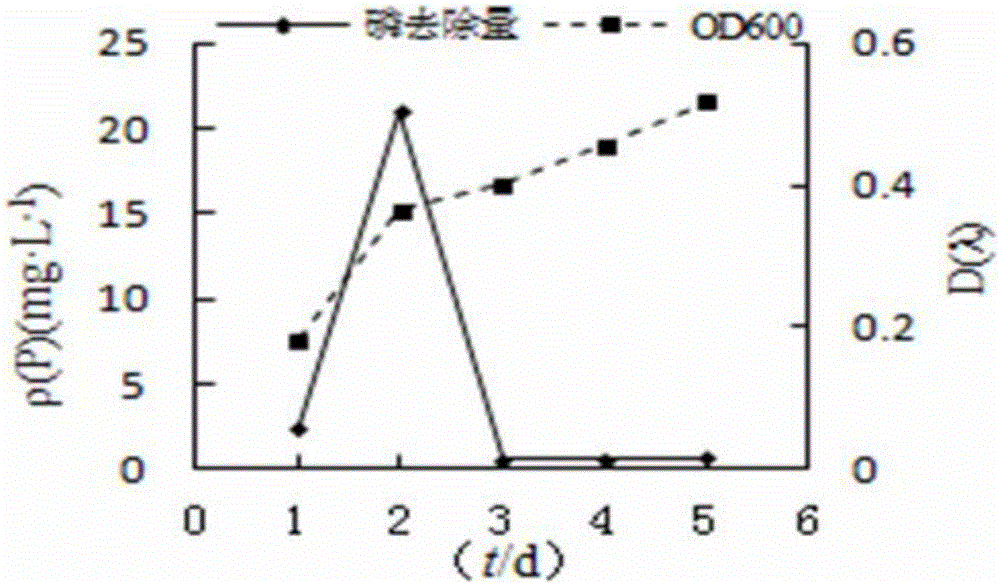 Aeromonas sobria AP06 strain with phosphor gathering effect and application thereof