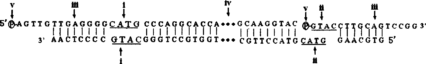 Multi-copy monomolecular nucleic acid array chip