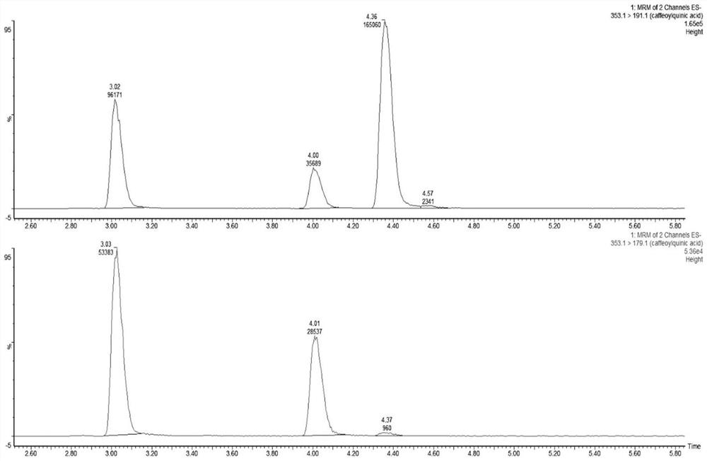 Method for detecting five chlorogenic acid substances in bilberry fruits through ultra-high performance liquid chromatography-tandem mass spectrometry