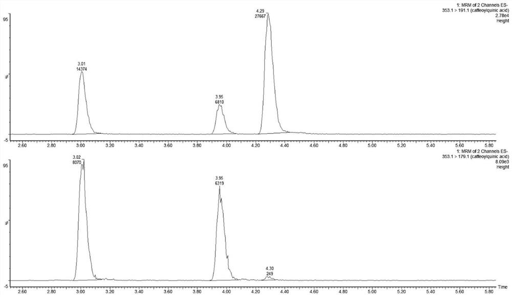 Method for detecting five chlorogenic acid substances in bilberry fruits through ultra-high performance liquid chromatography-tandem mass spectrometry