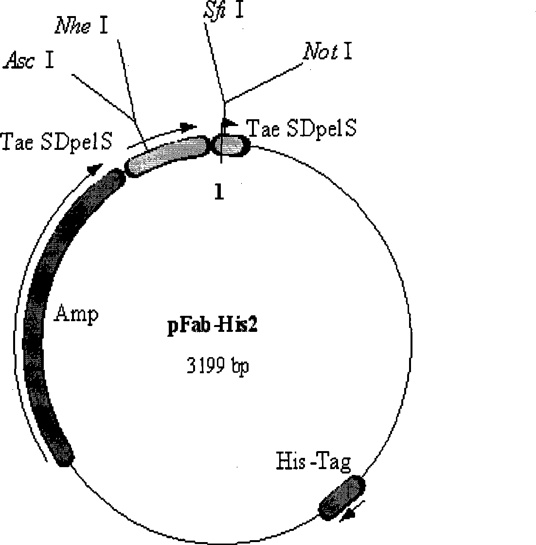 Human-derived anti-human tissue factor Fab and preparation method thereof