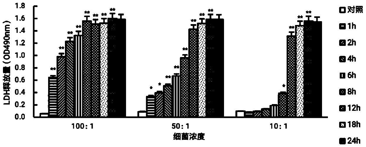 Dairy cow mammary gland epithelial cell injury model and construction method and application thereof