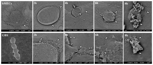 Dairy cow mammary gland epithelial cell injury model and construction method and application thereof