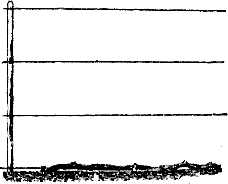 Peltateleaf begonia herb and rhizome type grape cultivation method