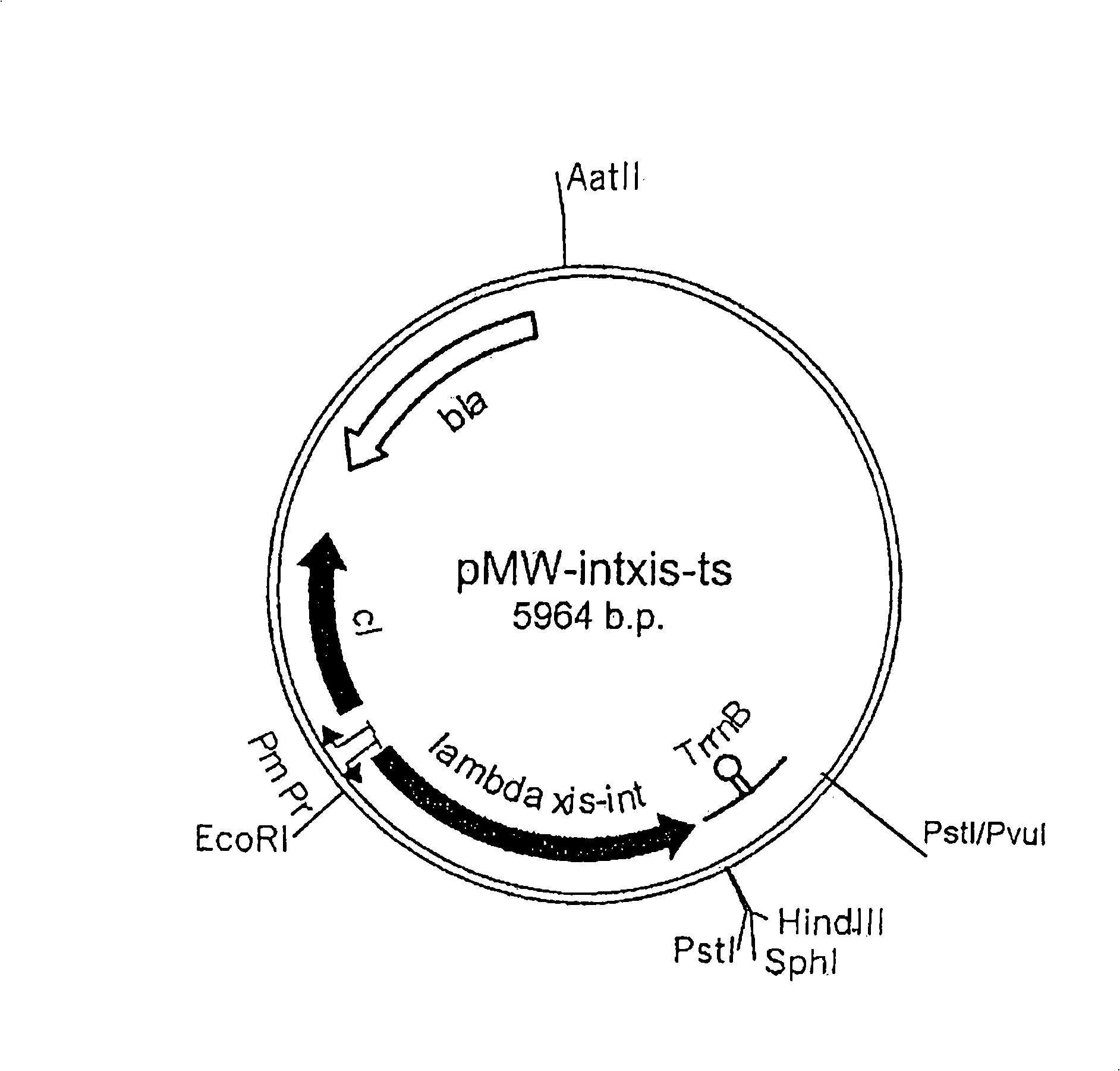 An L-amino acid-producing bacterium and a method for producing L-amino acids