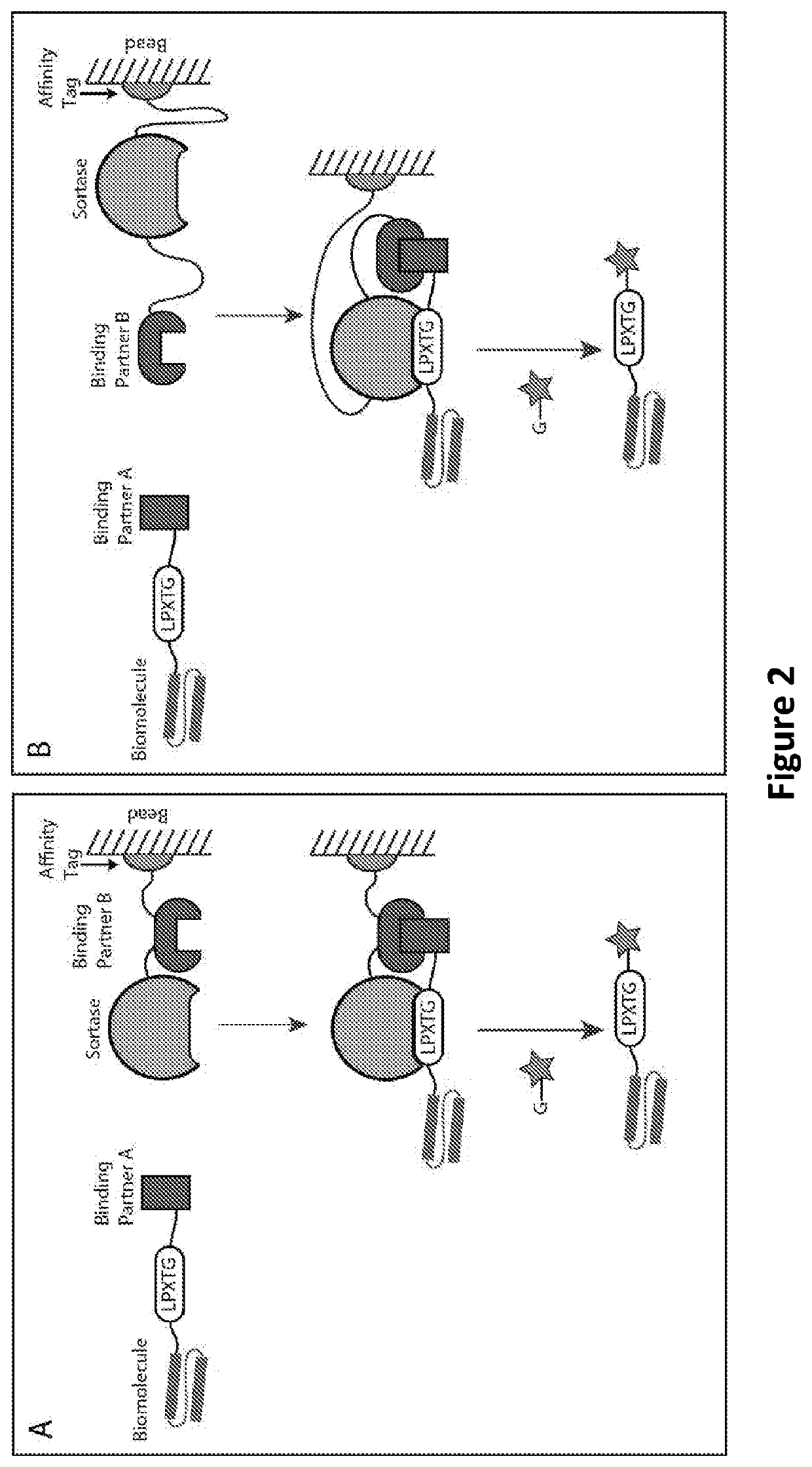 Proximity-based sortase-mediated protein purification and ligation