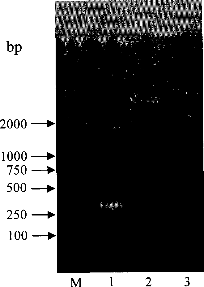 Genetic engineering antibiotic peptides as well as preparation method and application thereof