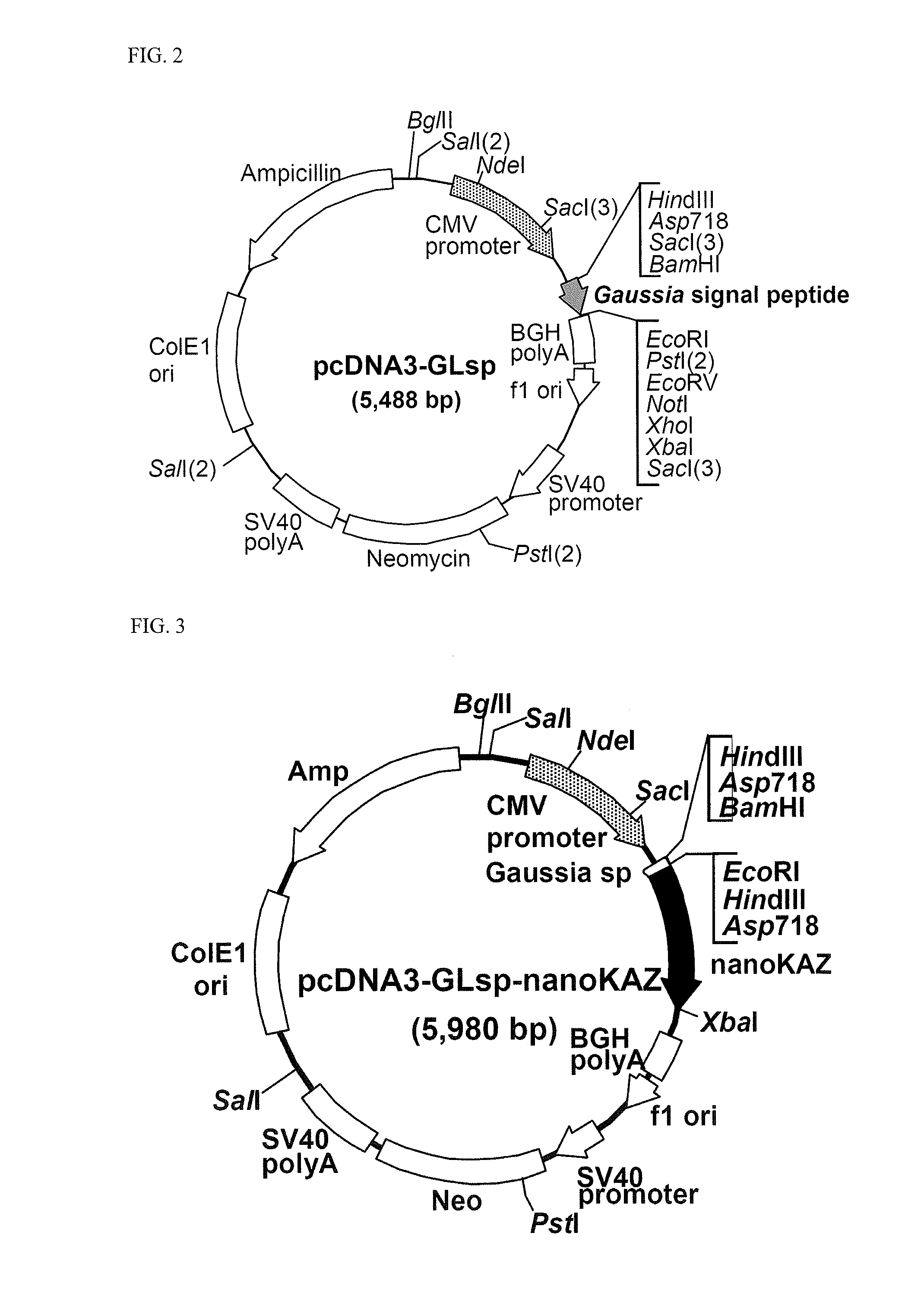 Codon-optimized gene for mutated shrimp luciferase and method for use thereof