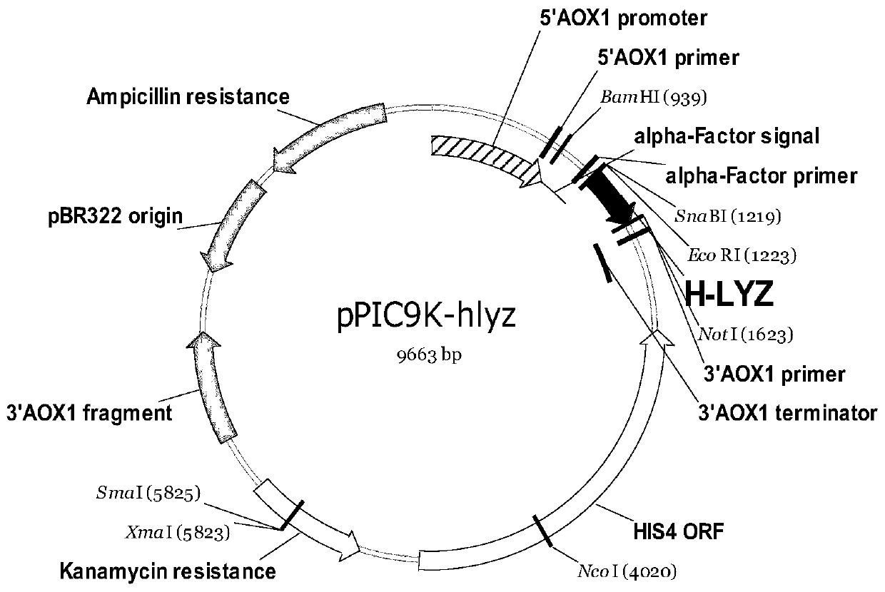 Recombinant pichia pastoris engineering bacterium containing high-copy-number humanized lysozyme gene and application thereof