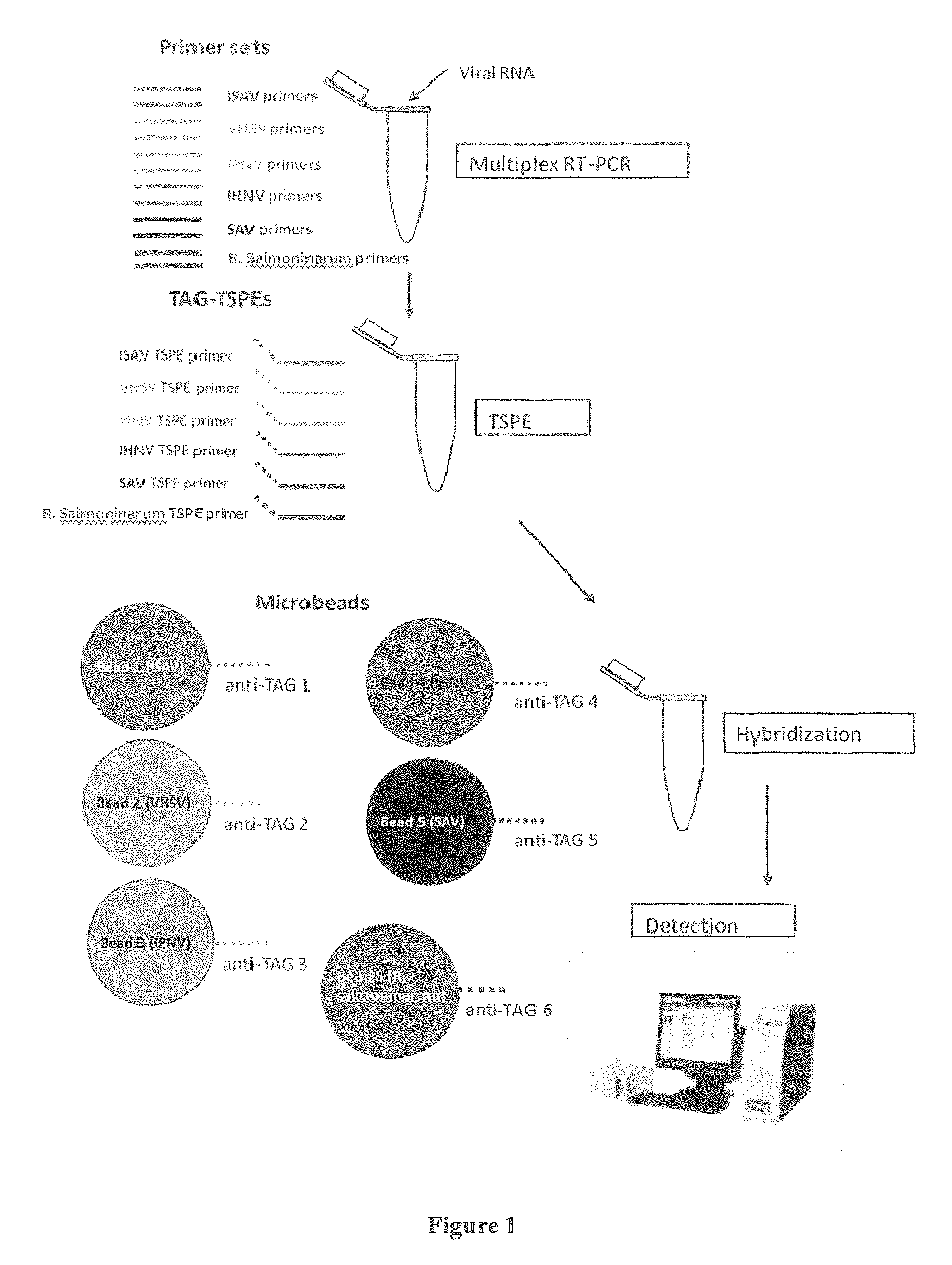 Multiplex diagnostic assay for detecting salmonid pathogens