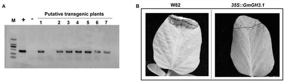 A method for cultivating high-nodulation nitrogen-fixing transgenic plants