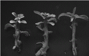Fixed bud multiplication and plant regeneration method for Elaeagnus mollis Diels