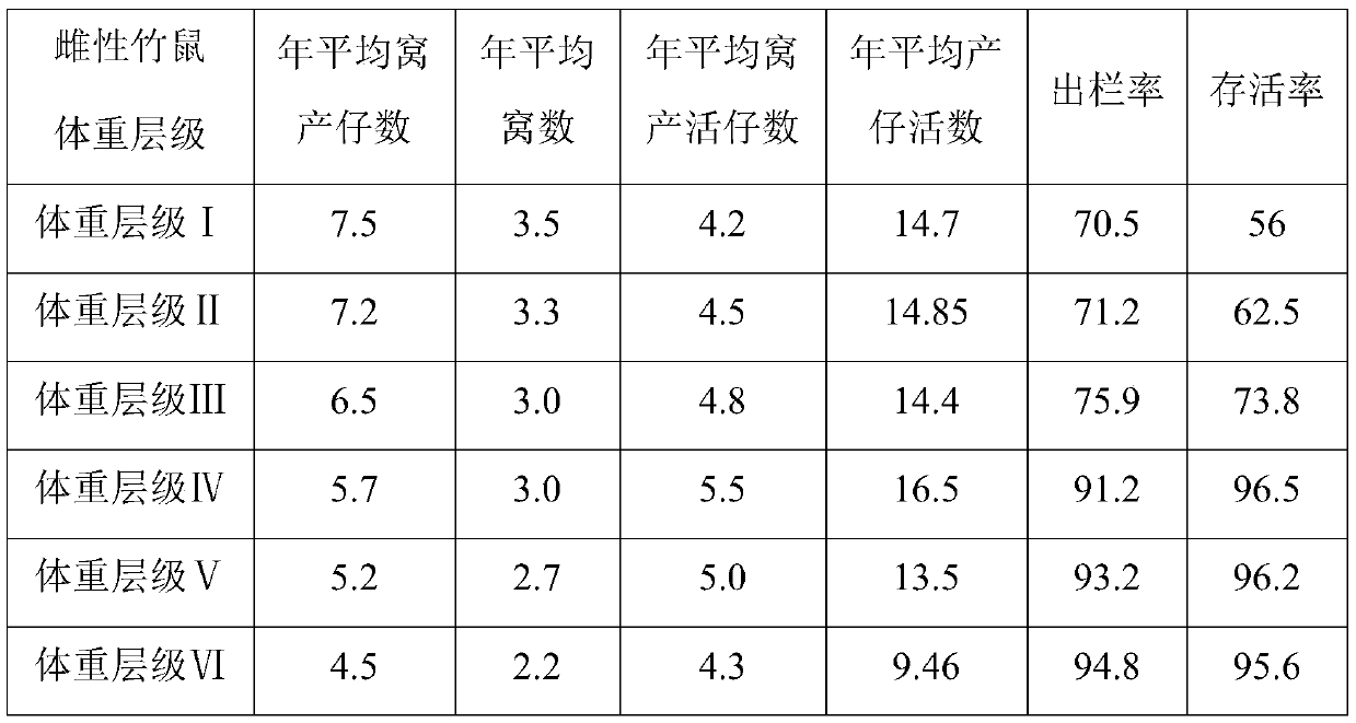 Breeding method of Chinese bamboo rat female line