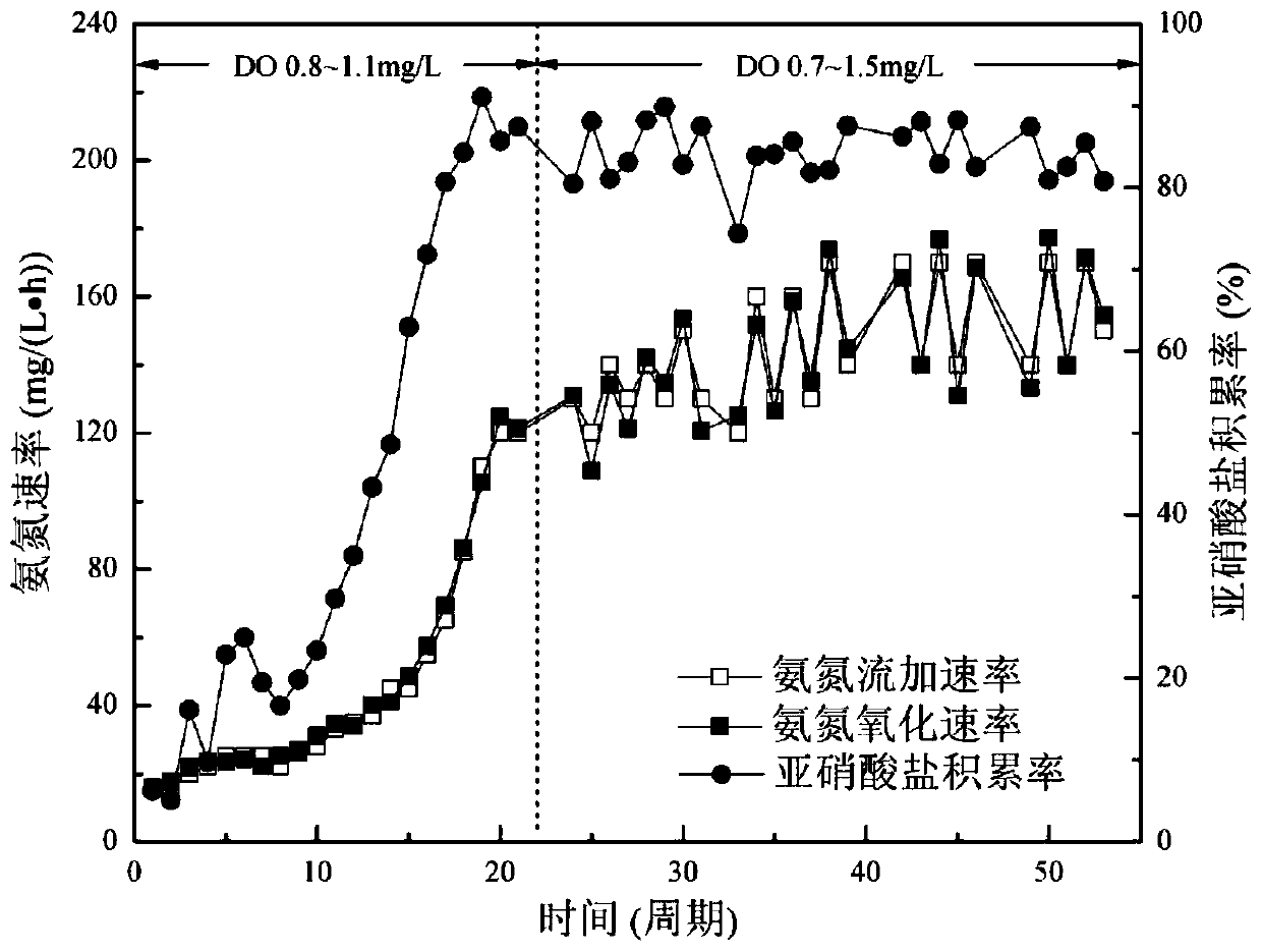 A method for screening and enrichment culture of ammonia oxidizing bacteria with ammonia nitrogen flow addition-intermittent operation