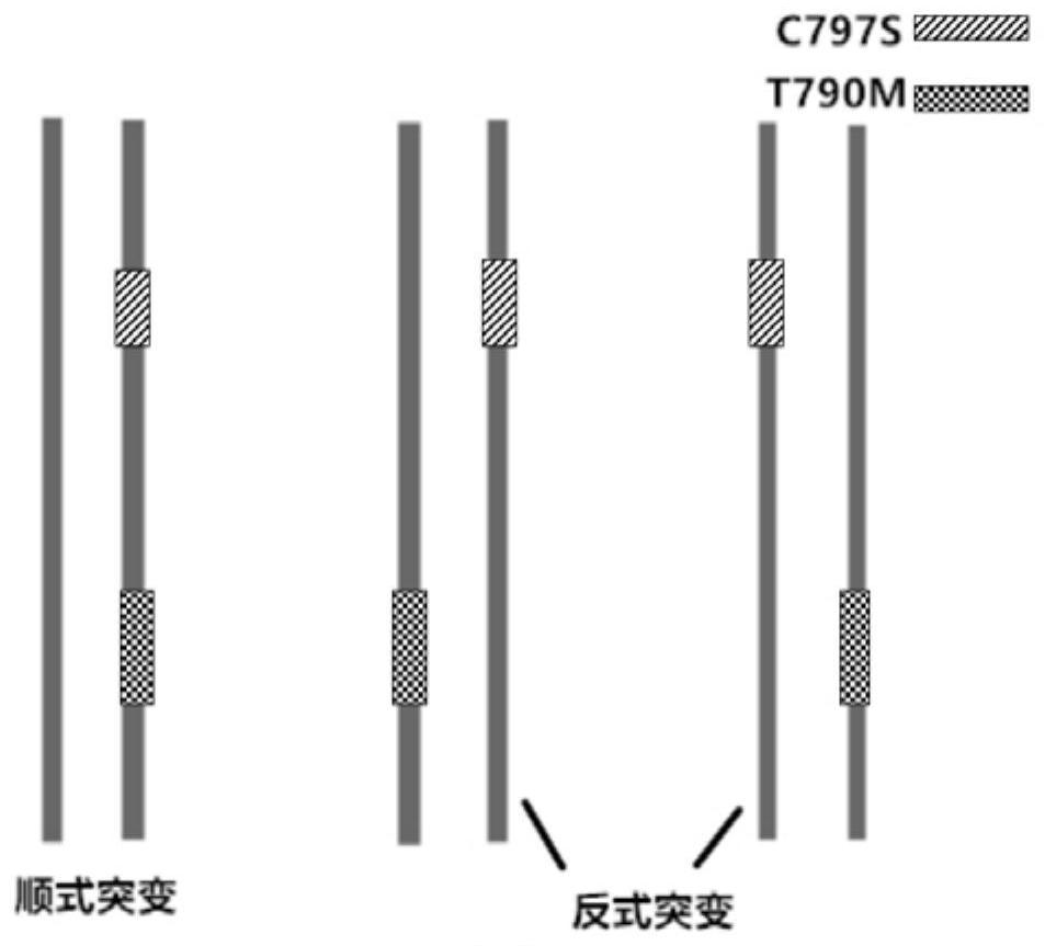 Method and probe for detecting cis-trans mutation configurations of EGFR-T790M and EGFR-C797S