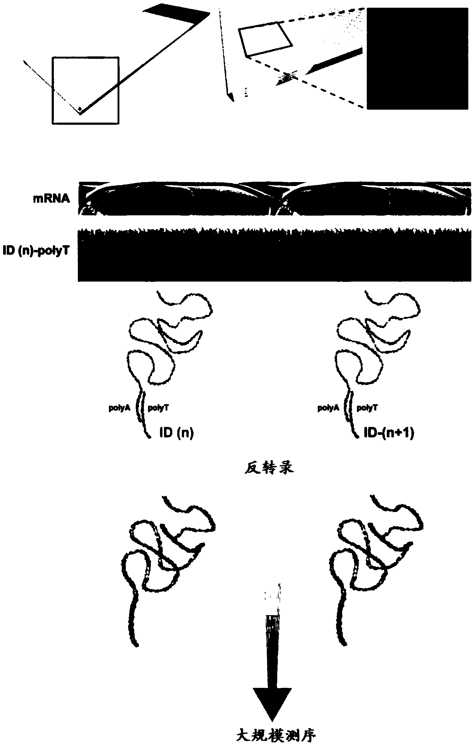 Method and product for localised or spatial detection of nucleic acid in a tissue sample