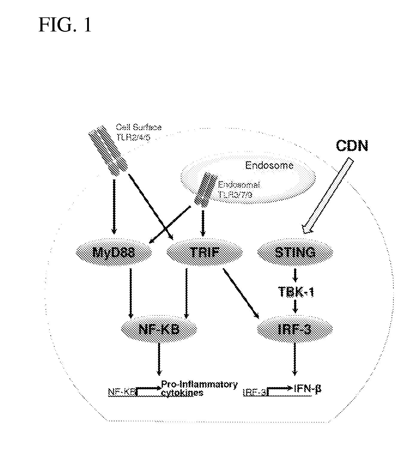 Compositions and methods for inhibiting "stimulator of interferon gene" -dependent signalling