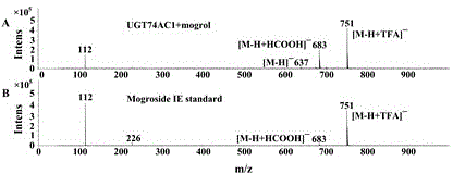 Mangosteen glycosyltransferase gene UGT74AC1 and application thereof