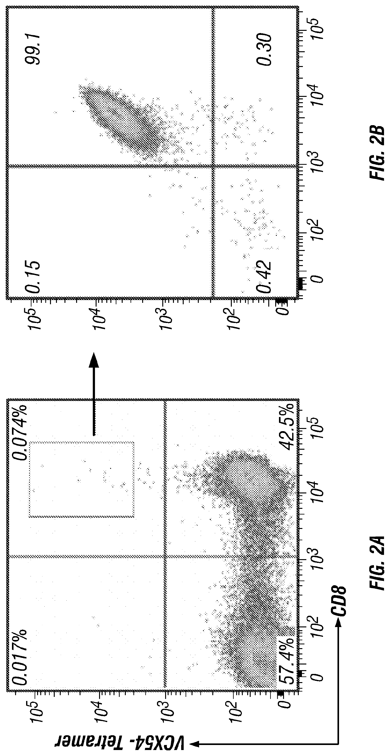 Hla-restricted vcx/y peptides and t cell receptors and use thereof