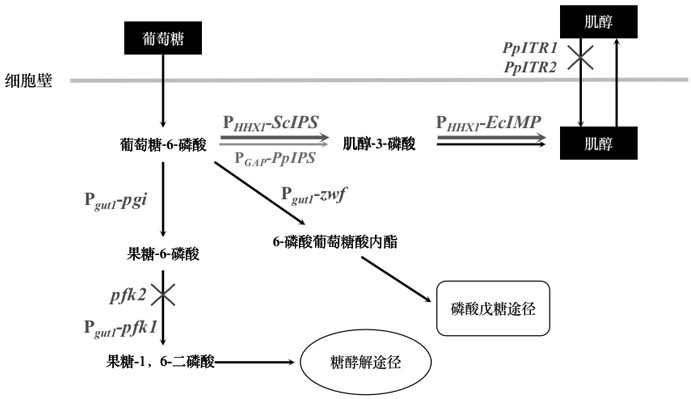 Pichia pastoris engineering bacteria for producing inositol and fermentation method