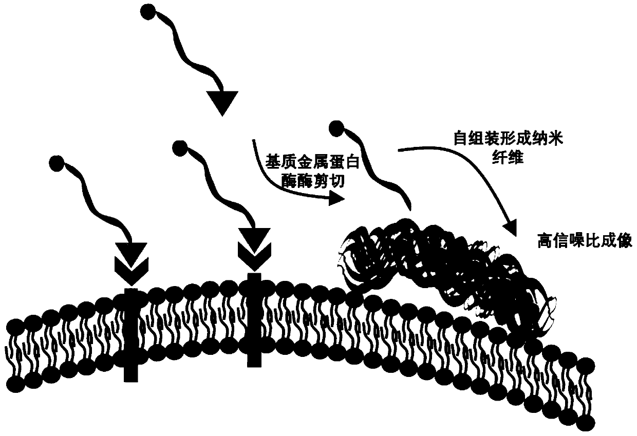 Imaging probe, and preparation method and application thereof