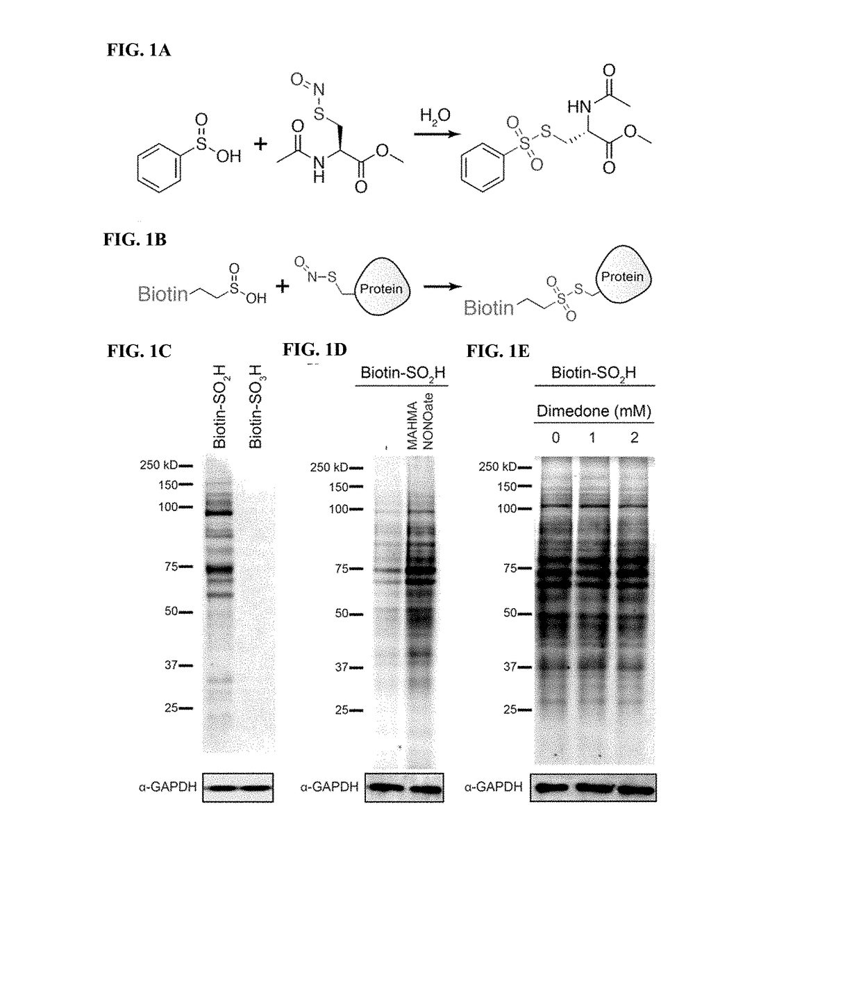 Compositions and methods for detecting s-nitrosylation and s-sulfinylation