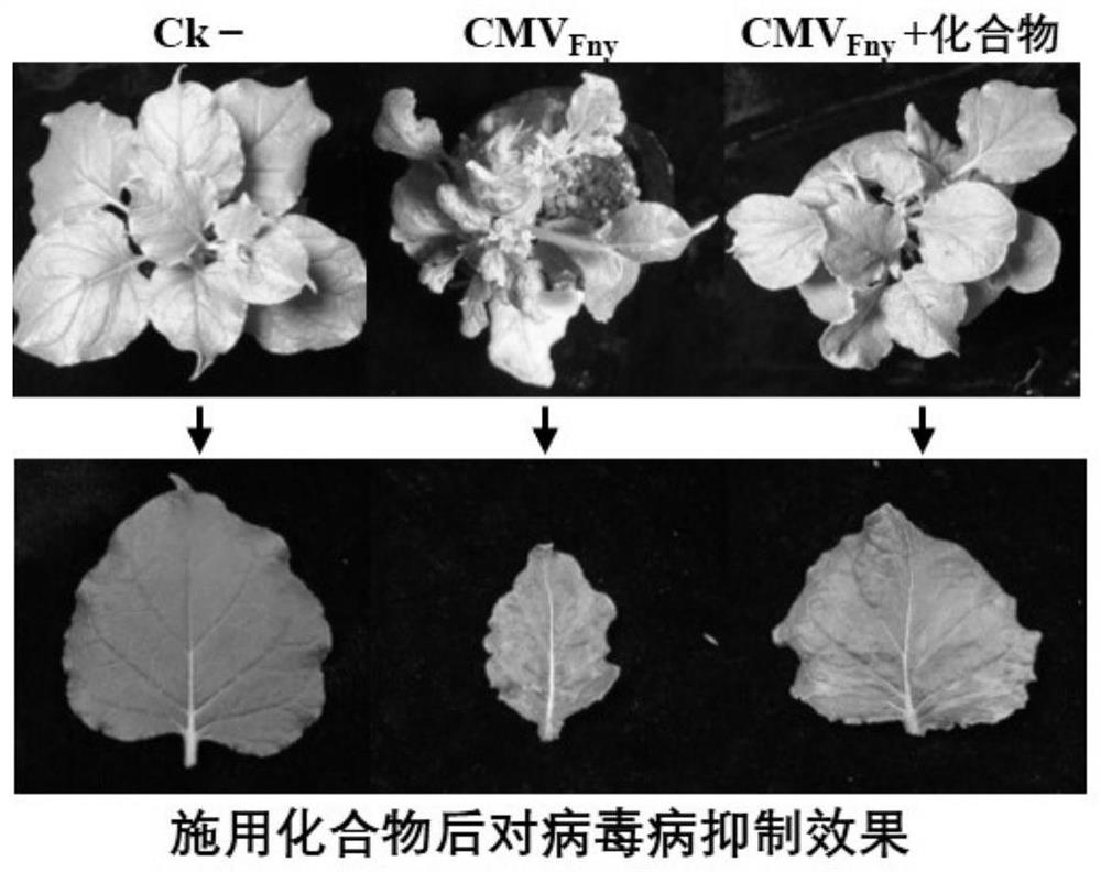 Composition containing jerusalem artichoke leaf extracting solution as well as preparation method and application of composition