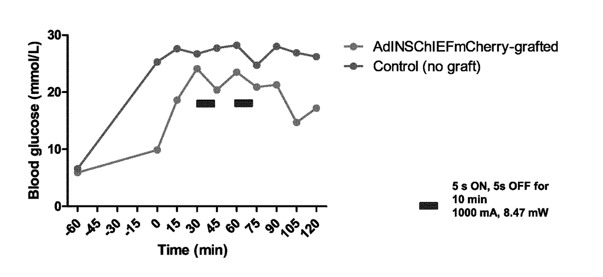 Bioengineered adipocytes for the light-controlled release of insulin and other peptides