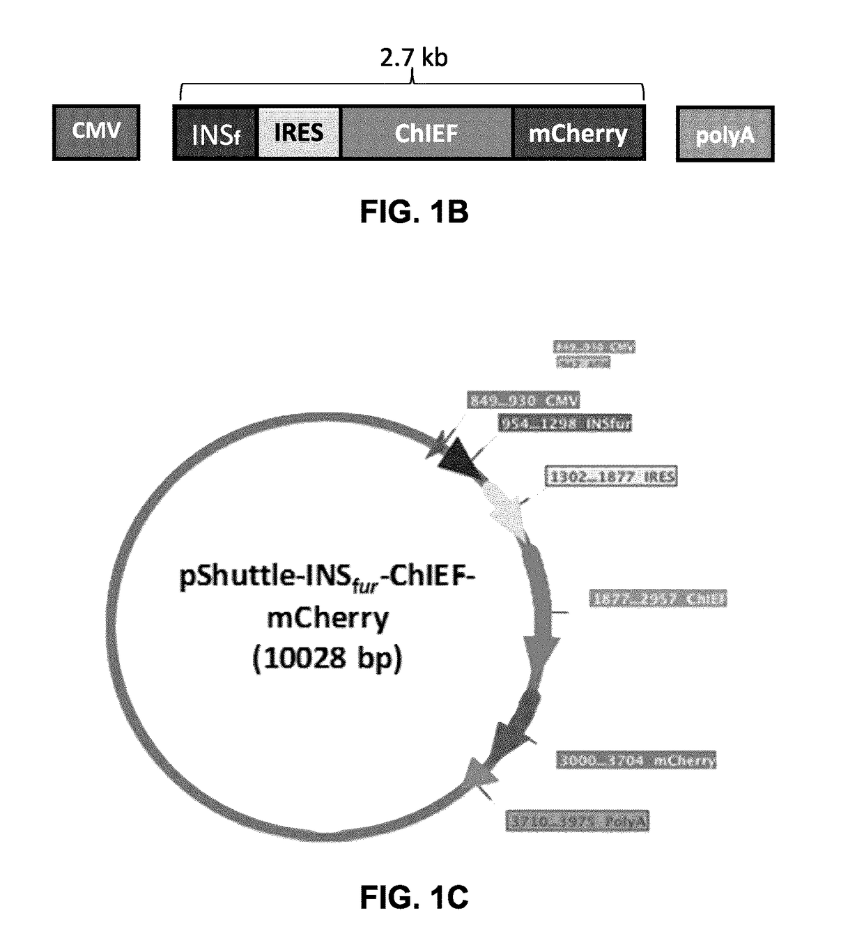 Bioengineered adipocytes for the light-controlled release of insulin and other peptides