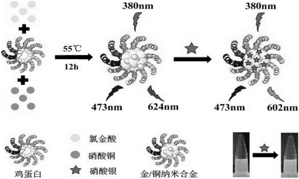 Red fluorescent gold/copper nanocluster alloy as well as preparation method and application thereof