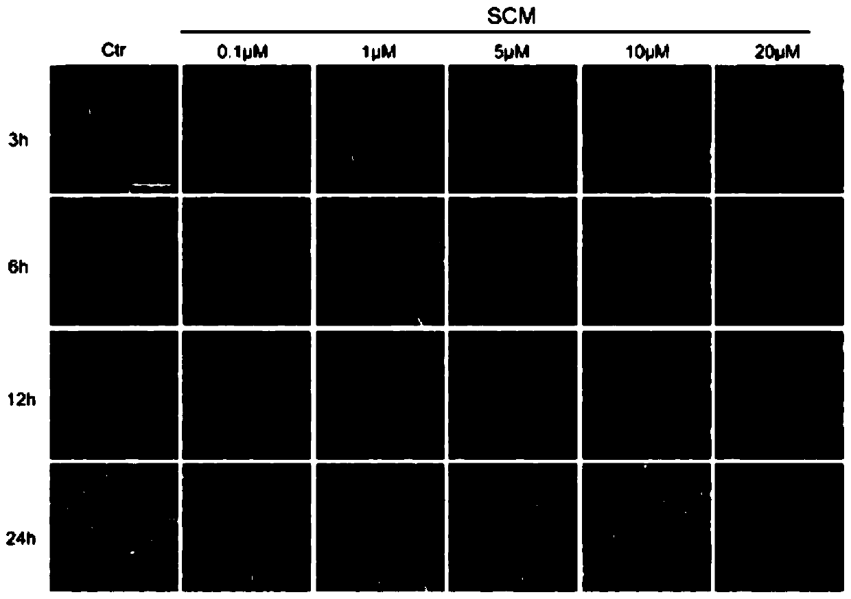 Application of styryl cyclohexene malononitrile derivative in preparation of anti-lung cancer drugs