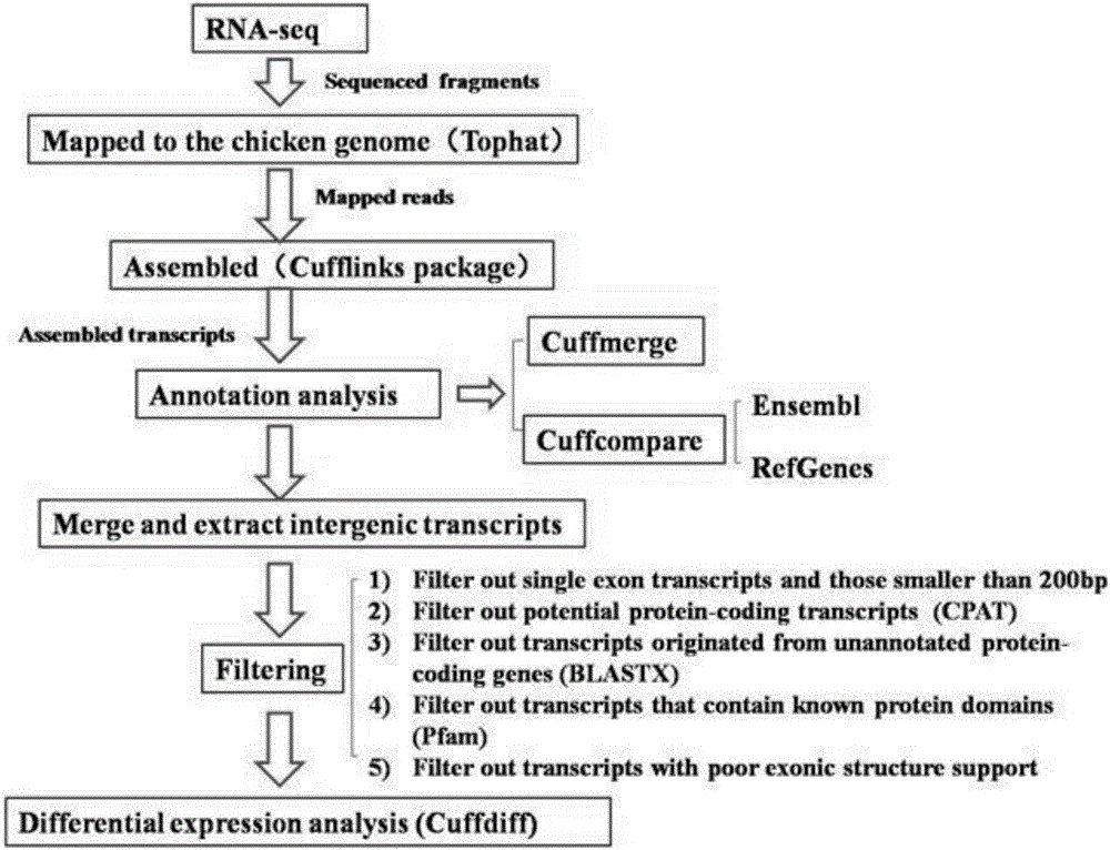 Analytical method for excavating key lncRNA in process of differentiating chick embryo stem cells into male germ cells