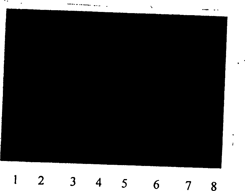 Specific primer sequence of cattle Y-chromosome