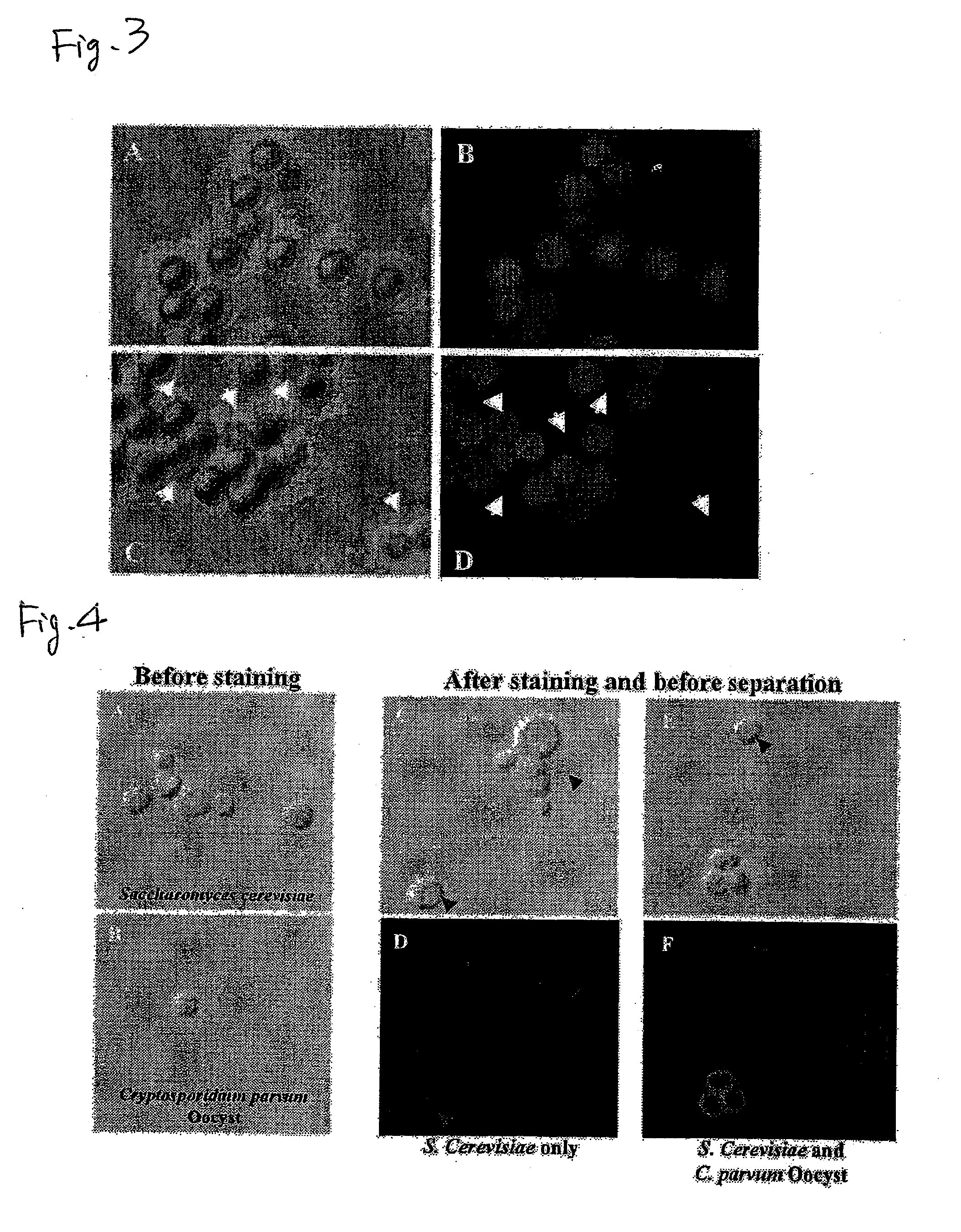 Method For Measuring Protozoan Oocyst and Detecting Reagent
