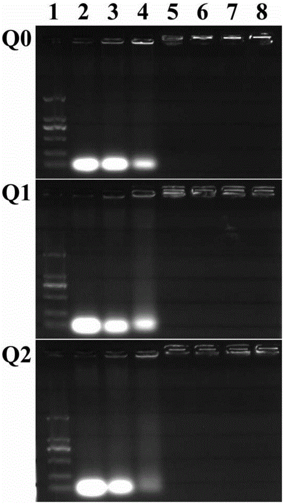 Beta-cyclodextrin/polyamide-amine arborescence macromolecule/gold nano particle compound and preparation and application thereof