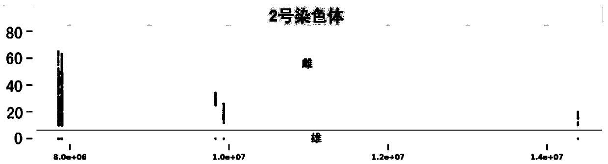 A molecular marker, primer pair and application thereof for identifying male and female bayberry