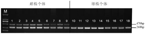 A molecular marker, primer pair and application thereof for identifying male and female bayberry