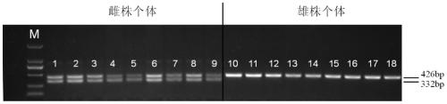 A molecular marker, primer pair and application thereof for identifying male and female bayberry