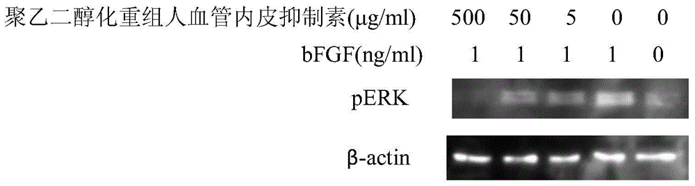 Endostatin biological activity detection method