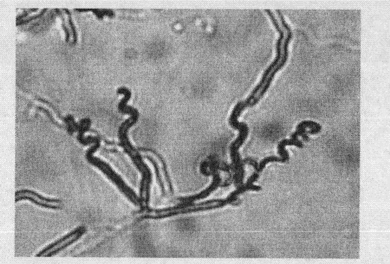 Streptomyces griseoflavus for resisting alfalfa diseases and screening method thereof