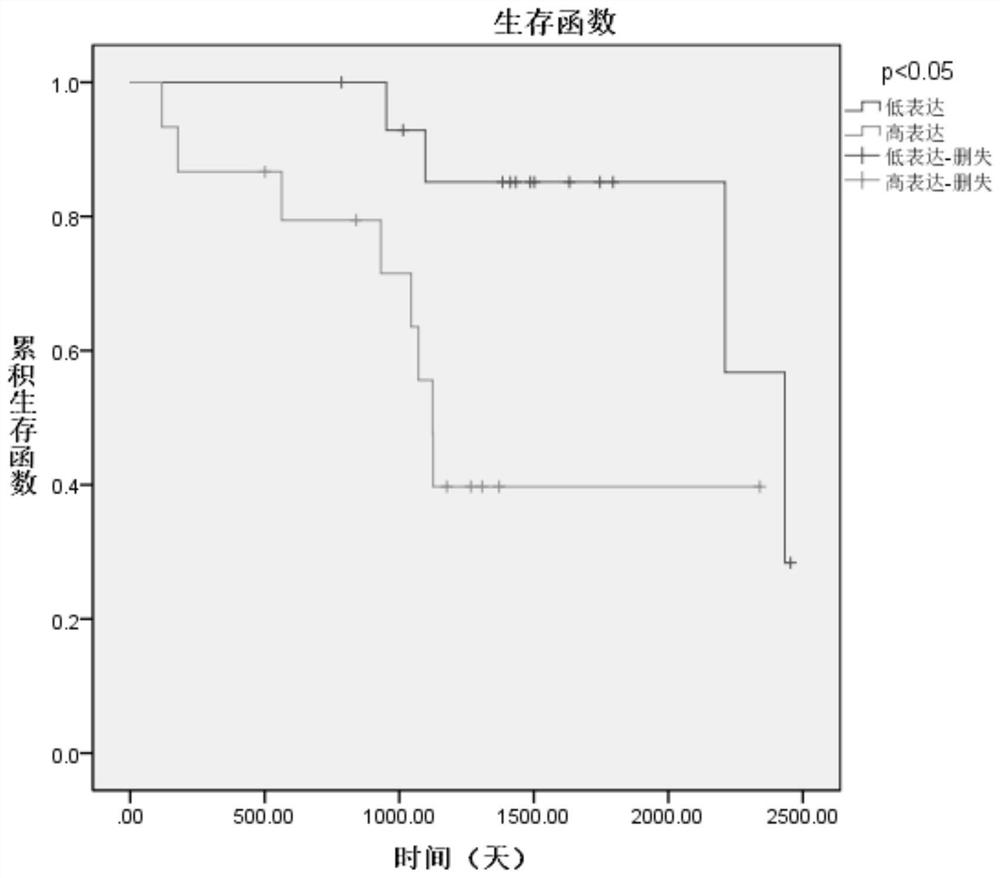 Application of ddx20 in the preparation of postoperative prognosis assessment kit for clear cell renal cell carcinoma