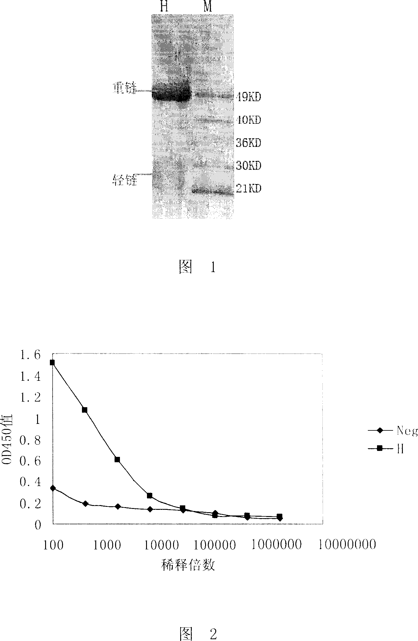 coli-flagellum-polyclonal-antibody-and-its-preparing-method-and-use