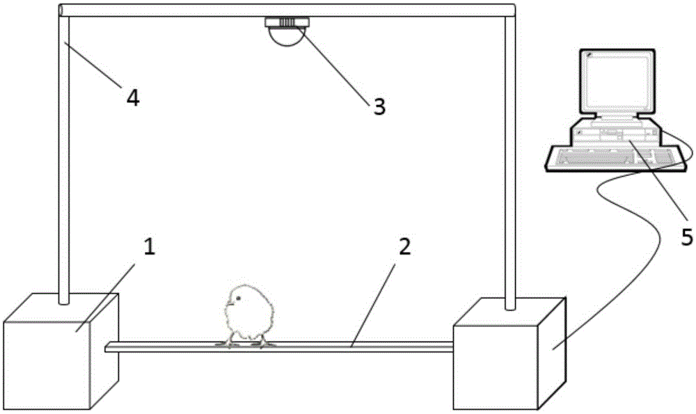 Rod-shaped platform chicken on-site weighing system and method