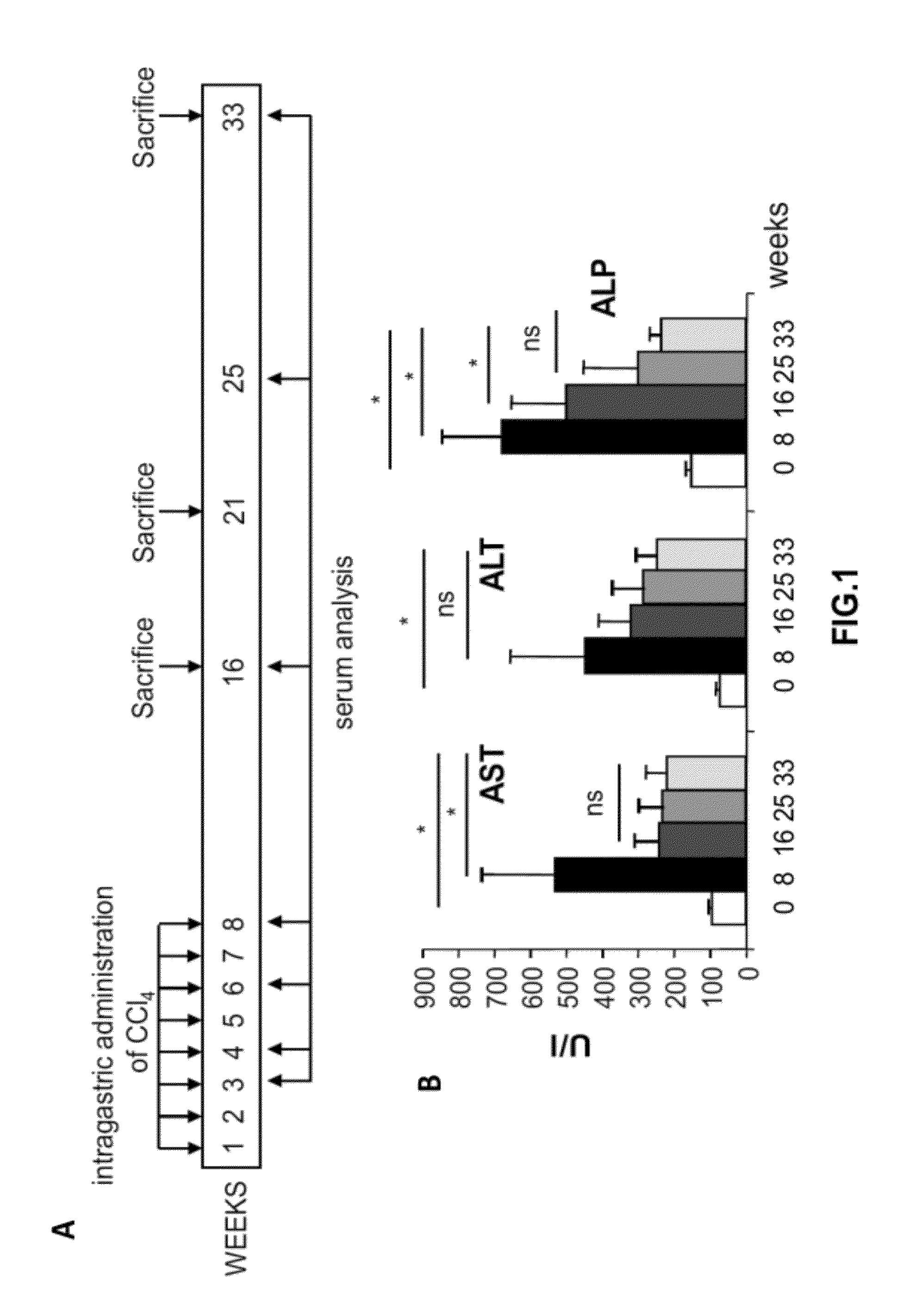 Methods and compositions for the treatment of cirrhosis and liver fibrosis