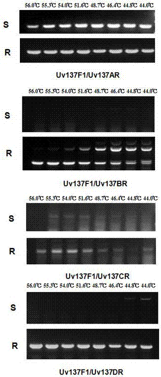 Method for detecting gene nucleotide mutation site of rice ustilaginoidea virens cyp51