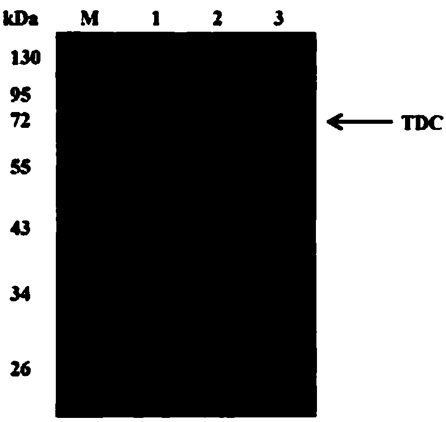 A method for soluble high expression of recombinant tyrosine decarboxylase and application of the enzyme