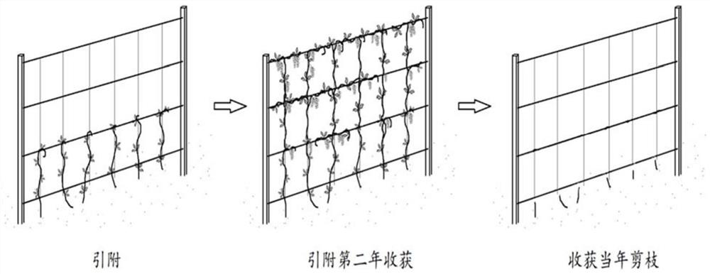 Simplified pruning process for schisandra chinensis