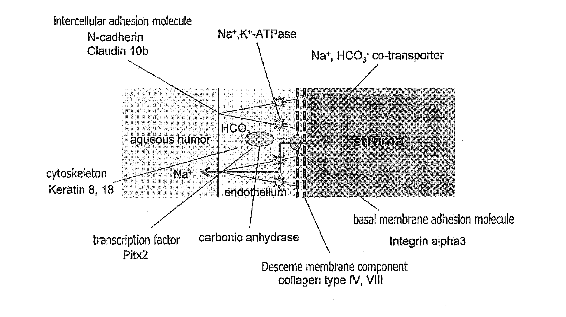 Method for producing corneal endothelial cell