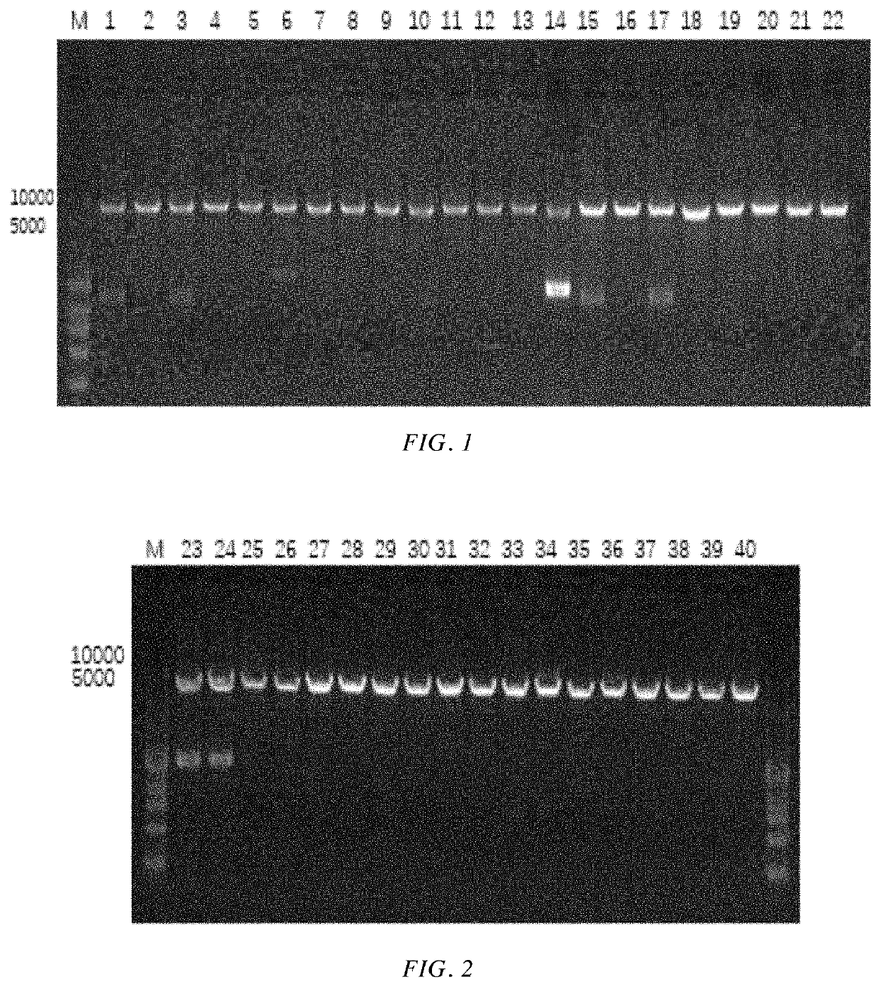 Alcohol dehydrogenase mutant and use thereof